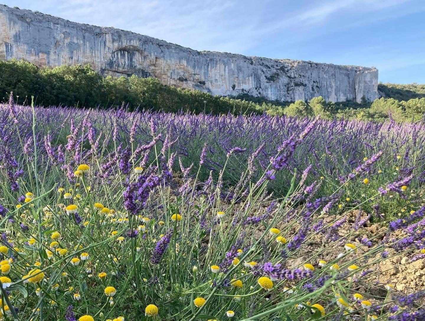 Gite La Madeleine Du Luberon. Lioux Luaran gambar